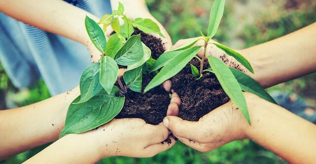 Children holding plants with soil in their hands